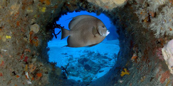 Dive With South Florida Diving Headquarters